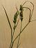 Gräser Weidetrespe (Bromus stamineus)

